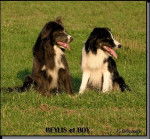 border collie - Border Collie