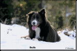 border collie - Border Collie