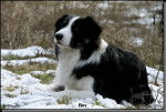 border collie - Border Collie
