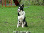 border collie tcheepko - Border Collie