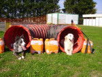 Rimelle Golden et Vaya Border Collie - Border Collie