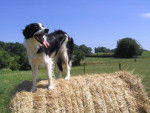 MAYA BORDER COLLIE - Border Collie