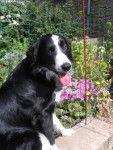 border collie bloom - Border Collie
