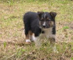 Toulaz, border collie de 2 mois - Border Collie (2 mois)