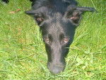 tina border collie 6mois - Border Collie