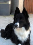 Border collie, Balto - Border Collie
