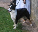 tina, border collie - Border Collie