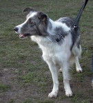 Border collie Kiss - Border Collie