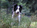 border collie - Fly 10mois - Border Collie