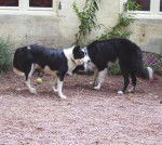 Border collie Looping - Border Collie