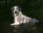 border collie bleue merle - Border Collie