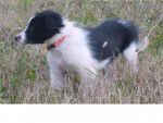Border collie , CORA - Border Collie