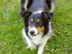 ALPHA border collie - Border Collie