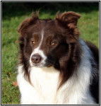 Fighter of Hypnopower ( Border Collie ) - Border Collie