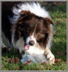 Fighter of Hypnopower ( Border Collie ) - Border Collie