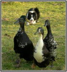 Treloss Suzy ( Border Collie ) - Border Collie