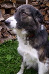 border collie son nom est balto - Border Collie