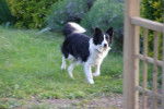 border collie CORA - Border Collie
