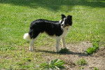 border collie CORA - Border Collie