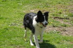 border collie CORA - Border Collie