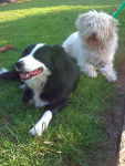 la blanche chipie et le border collie babette - Border Collie (5 ans)