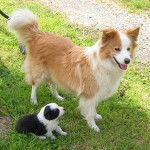 Kannelle - Border Collie (1 an)