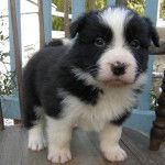 Bella - Border Collie (1 mois)