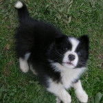 Bella - Border Collie (4 mois)