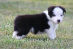 Kanna - Border Collie (1 mois)