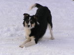 Border collie - Sanga - Border Collie