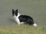 Border collie - Border Collie
