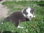 chiot border collie, bleu (gris anthracite) - Border Collie