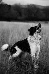 Border collie - Vache - Border Collie