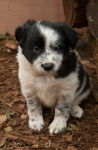 Border collie - Vache - Border Collie