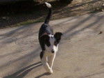 frimousse border collie - Border Collie