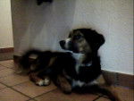 xena - Border Collie (11 mois)