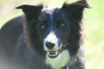 border collie - Zoulou - Border Collie
