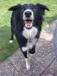 border collie - Zoulou - Border Collie