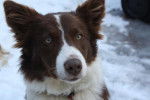 Border collie, Charlotte - Border Collie