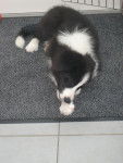 Border Collie - Lucky - Border Collie