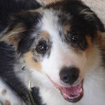 Border collie - Border Collie