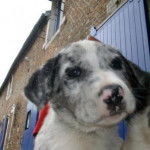 Woodstock, crois&eacute; border collie et griffon, 1 mois et demi - Border Collie (1 mois)