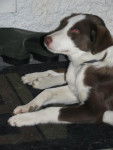 Border Collie: Iam's - Border Collie