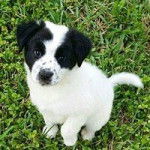 kii - Border Collie M&acirc;le (4 mois)