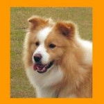 Kannatrelle - Border Collie (2 ans)