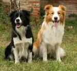 Sania ( La noire la mienne ) Et Kannelle ( a kelly - Border Collie (2 ans)
