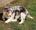 Ghosty Of Maranns Home chiot - Border Collie