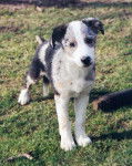 Layla chiot - Border Collie