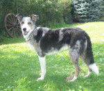 Layla - Border Collie