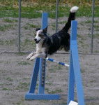 Layla 6 ans - Border Collie (6 ans)